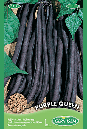 Haricot nain mangetout Purple Queen