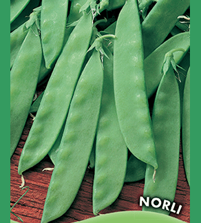 Pois nain mangetout Norli