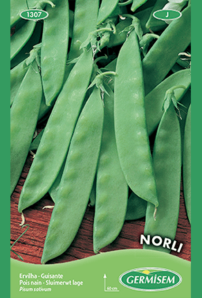 Pois nain mangetout Norli