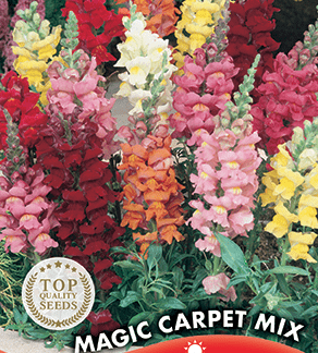 Muflier nain varié Magic Carpet Mix