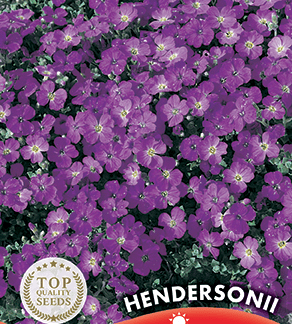 Aubrieta Hendersonii