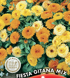 Souci nain varié (calendula) Fiesta Gitana Mix