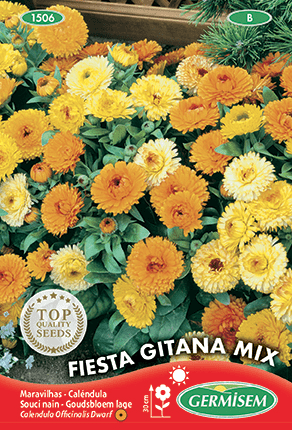 Souci nain varié (calendula) Fiesta Gitana Mix