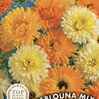 Souci varié (calendula) Kablouna Mix