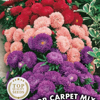 Reine-marguerite naine Color Carpet Mix