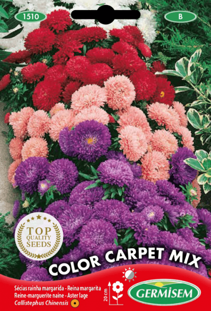 Reine-marguerite naine Color Carpet Mix