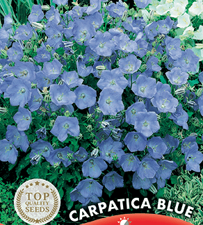 Campanule naine Carpatia Blue