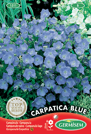 Campanule naine Carpatia Blue