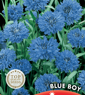 Bleuet (centaurée) Blue Boy