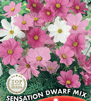 Cosmos nain varié Sensation Dwarf Mix