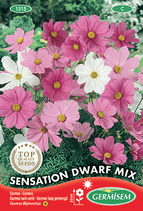 Cosmos nain varié Sensation Dwarf Mix