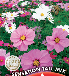 Cosmos haut varié Sensation Tall Mix