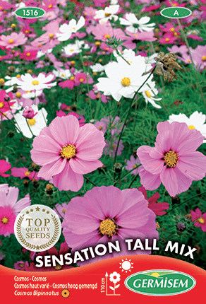 Cosmos haut varié Sensation Tall Mix