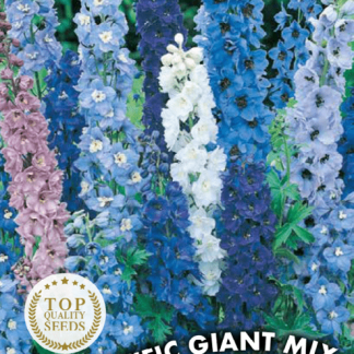 Pied d'alouette vivace Pacific Giant Mix