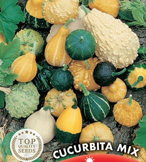 Coloquintes en mélange Cucurbita Mix