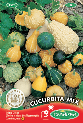 Coloquintes en mélange Cucurbita Mix