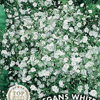 Gypsophile Élégant blanc Elegans White