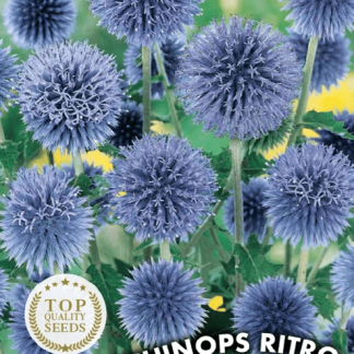 Chardon bleu Echinops Ritro