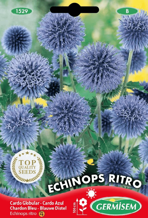 Chardon bleu Echinops Ritro