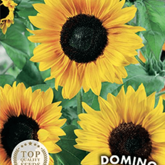 Tournesol (soleil) demi-haut Domino