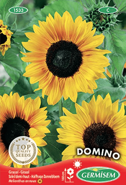 Tournesol (soleil) demi-haut Domino