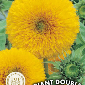 Tournesol (soleil) double géant de Californie