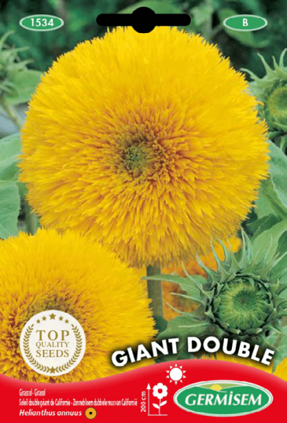 Tournesol (soleil) double géant de Californie