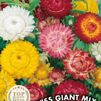 Immortelle Swiss Giant Mix