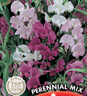 Pois de senteur vivace varié Perennial Mix