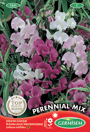 Pois de senteur vivace varié Perennial Mix