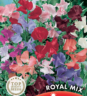 Pois de senteur Royal Mix