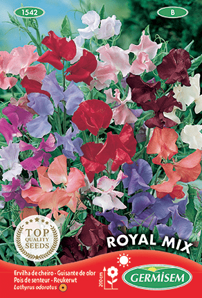 Pois de senteur Royal Mix