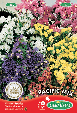 Statice Pacific Mix