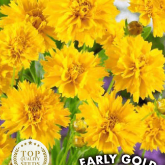 Œil de jeune fille Early Gold