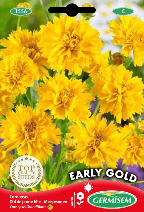 Œil de jeune fille Early Gold