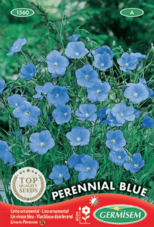 Lin vivace bleu Perennial Blue