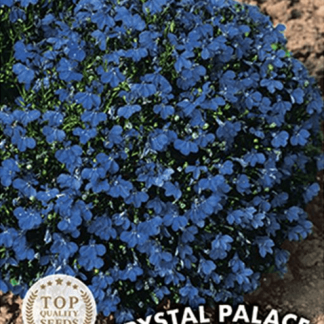 Lobelia Crystal Palace