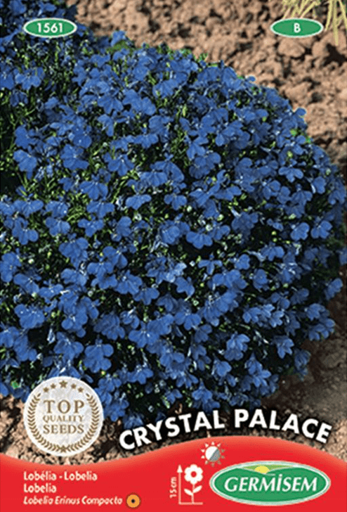 Lobelia Crystal Palace