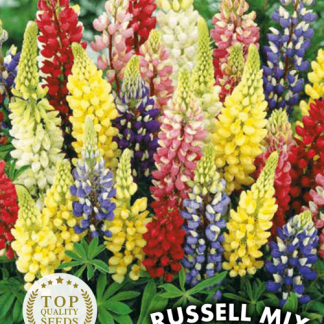 Lupin vivace varié Russell Mix