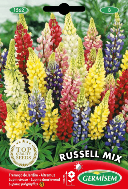 Lupin vivace varié Russell Mix