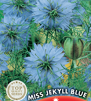 Nigelle de Damas Miss Jekyll Blue