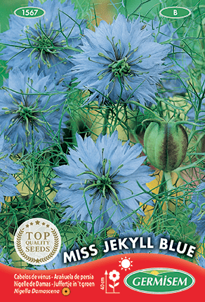 Nigelle de Damas Miss Jekyll Blue