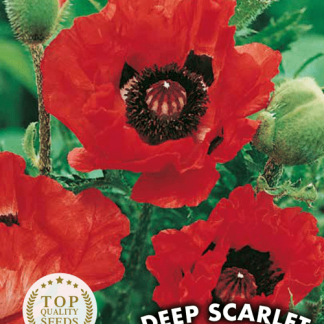 Coquelicot Deep Scarlet