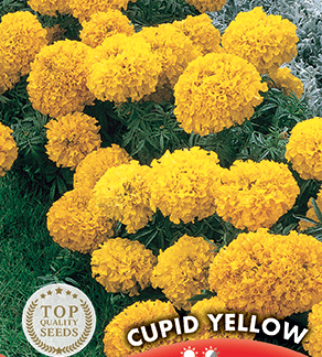 Rose d'Inde (tagète) naine jaune Cupid Yellow