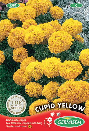Rose d'Inde (tagète) naine jaune Cupid Yellow