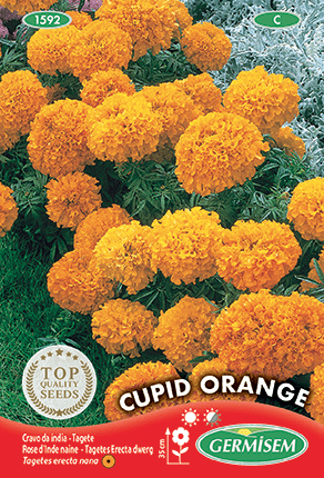 Rose d’Inde (tagète) naine orange Cupid Orange