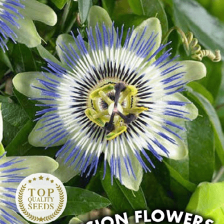 Passiflore bleue Passion Flowers