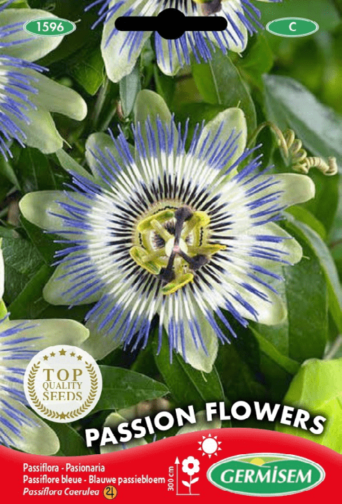 Passiflore bleue Passion Flowers