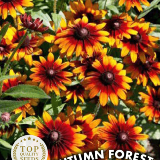 Rudbeckia Autumn Forest