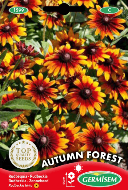 Rudbeckia Autumn Forest